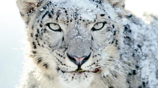 How's Your Battery Life and Hard Drive Space With Snow Leopard?